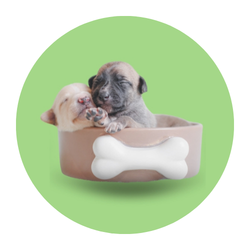 Rk pet shop